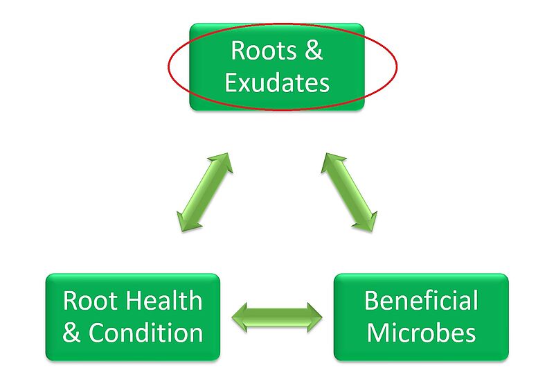 Roots and Exudates