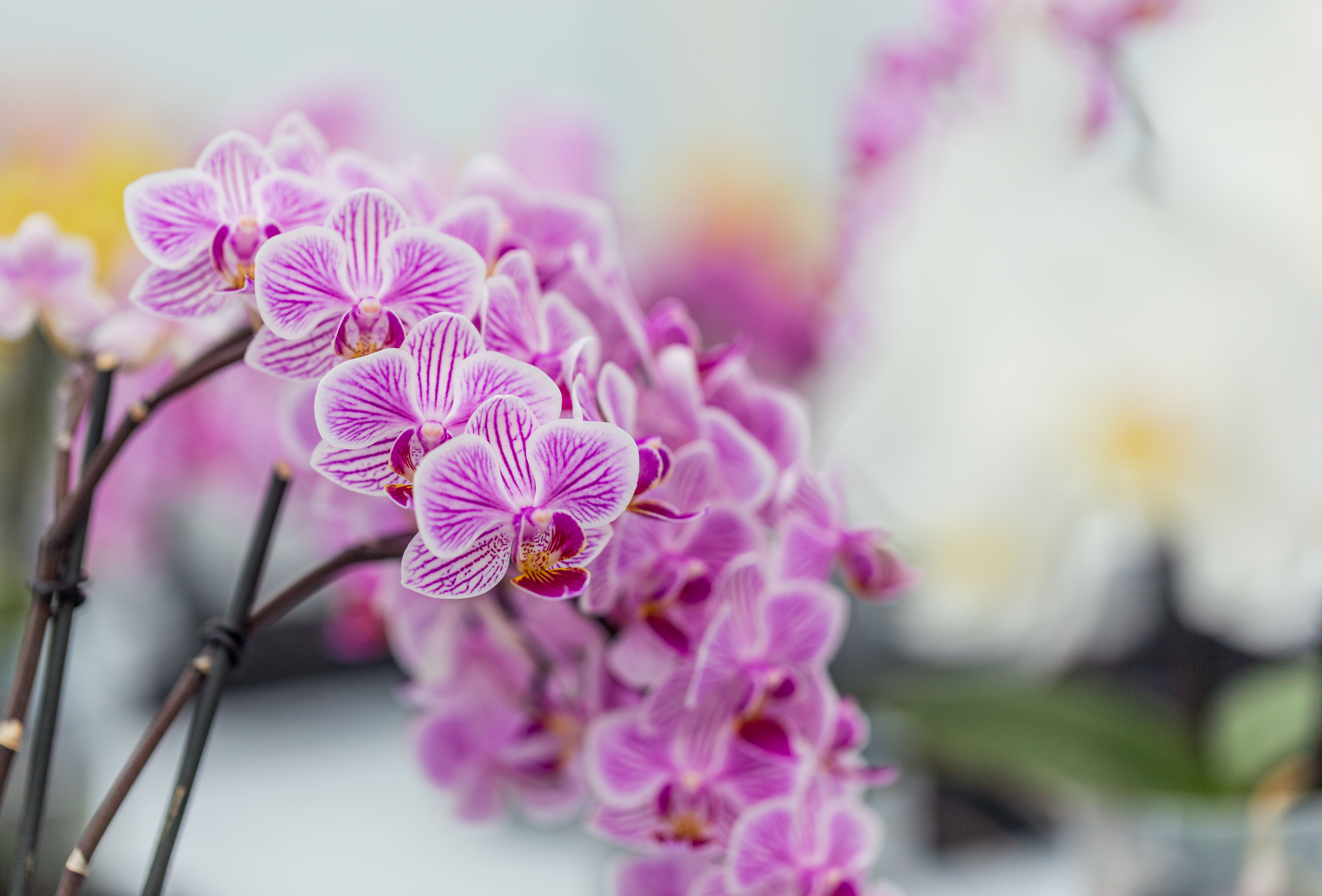Orchid | Koppert UK