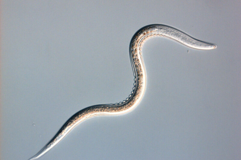 Nematodes, excellent to target pests directly - and naturally!